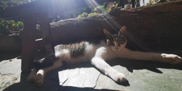 網紅“最美尼姑庵”寂照庵，我想潑你一點點冷水