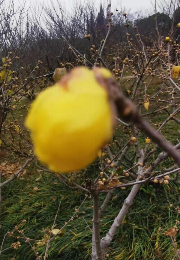 梅園的梅花開了嗎？