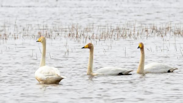 水鏡波光鴻影飛——阿旗沙壩天鵝掠影 水鏡波光鴻影飛——阿旗沙壩天鵝掠影