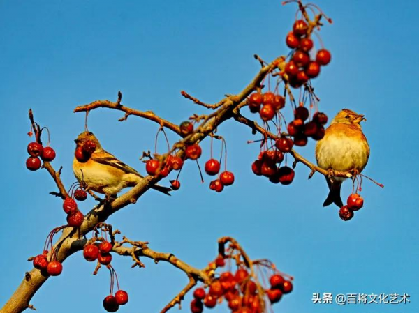 2022第一拍「百將文化」吃海棠果的燕雀
