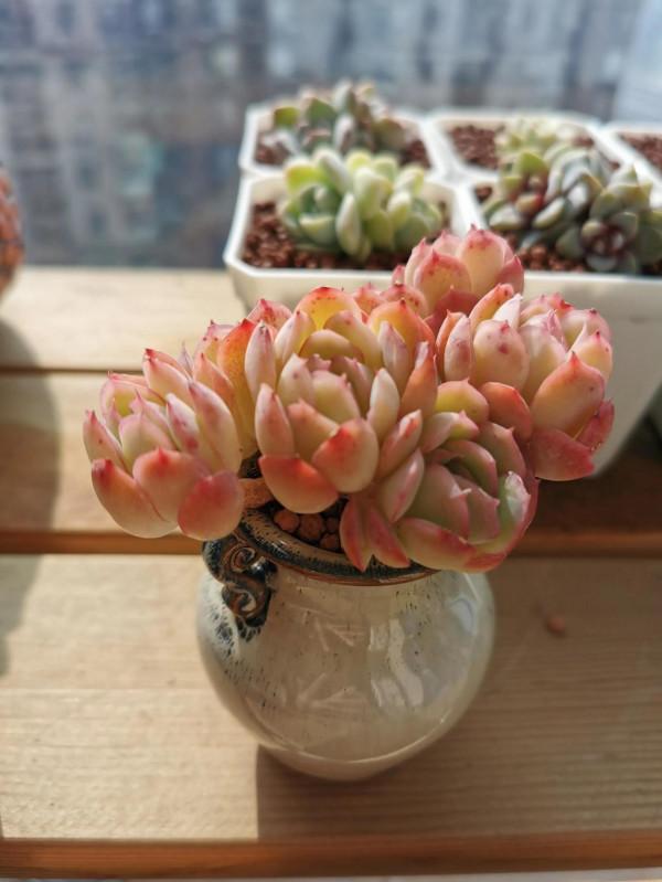 新入手的一批小可愛呀