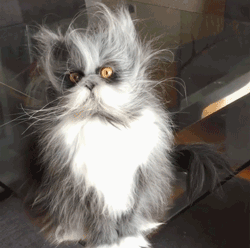 貓狗一直掉毛，兇手竟是我自己？