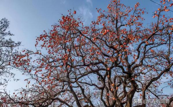 金秋5處飽含豐收美景的自駕遊方案推薦｜附旅遊月曆地圖