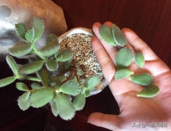 10月養多肉，1個動作催一催，長勢旺盛爆側芽，誰見了都誇美