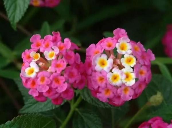 馬纓丹的花樣年華