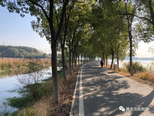 江夏藏龍島藏著一條野趣十足的環湖綠道，人少景美！組圖實拍