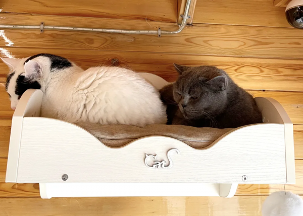 辛丑年末的冬天，是寶藍色