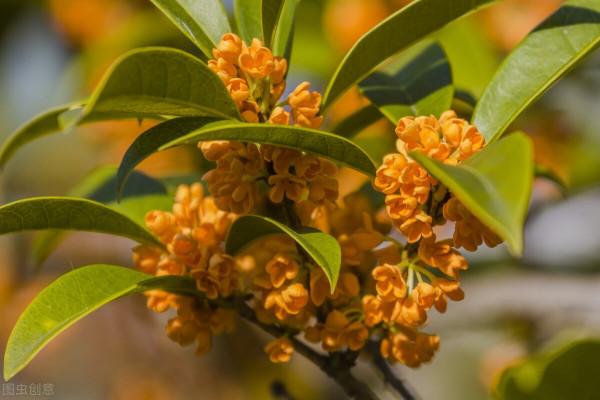 家裡養這8種“香香花”，芳香又殺菌，越養越健康