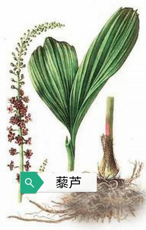 中藥古今研究:藜蘆 中藥古今研究:藜蘆