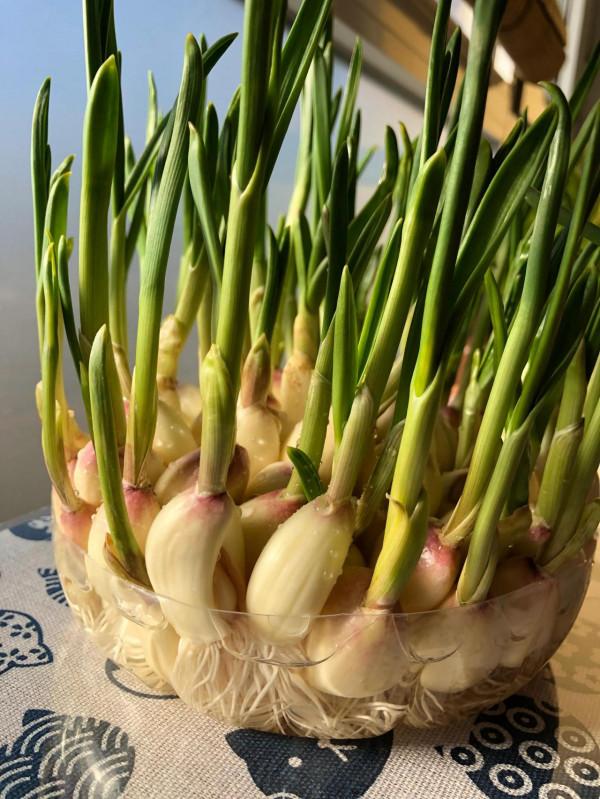 冬天正好發蒜芽
