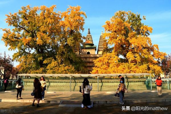 北京五塔寺銀杏進入最佳觀賞期，古寺佛塔金光燦燦韻味十足