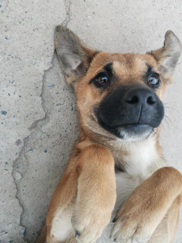 一隻狗子被迫害的全部過程