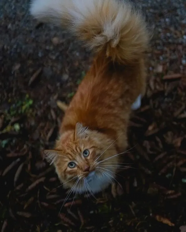 出生不幸的小橘貓，愛上了戶外旅行，擺脫了十橘九胖的魔咒