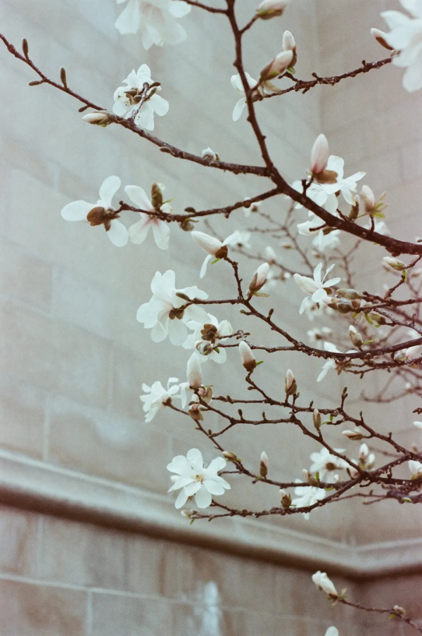 底色悲涼的秦淮八豔,終究是“情壞罷宴” 底色悲涼的秦淮八豔,終究是“情壞罷宴”