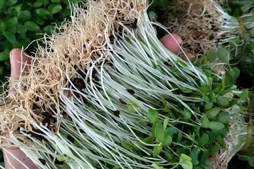 農村常見的這3種“樹籽、草籽”,很有用,能解決不少問題 農村常見的這3種“樹籽、草籽”,很有用,能解決不少問題