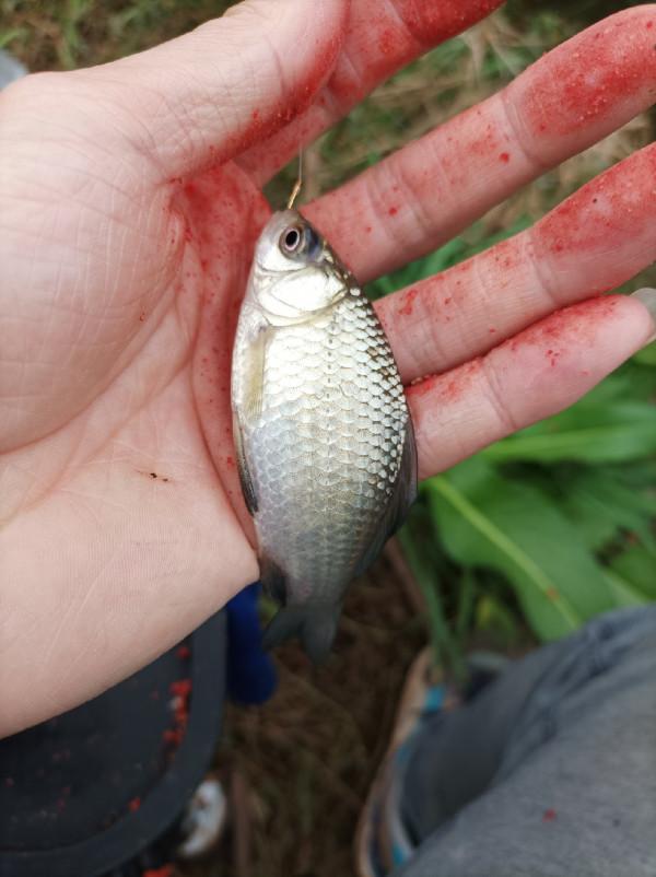 沒有大板鯽，結果被當做免費的供血泵