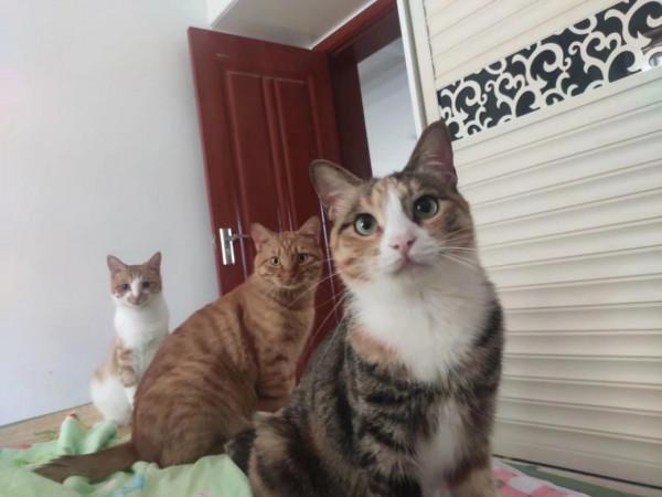 我和五隻小貓咪 我和五隻小貓咪