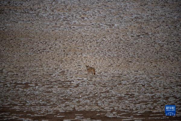 羌塘：野生動物的樂園