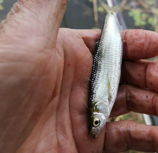 [十週年亅艱難釣魚路,我用妙招撬開鯽魚口 [十週年亅艱難釣魚路,我用妙招撬開鯽魚口