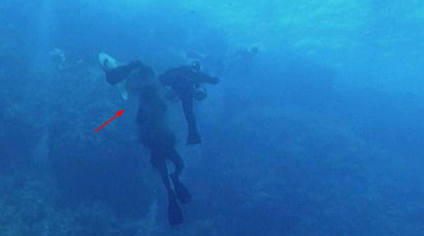 人類被鯊魚襲擊的生死瞬間：硬生生被撕扯掉右臂，看完不敢下海了