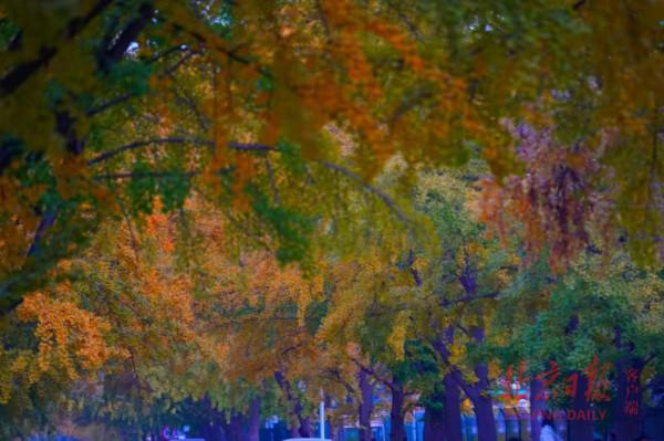 一把銀杏葉，一片金秋黃