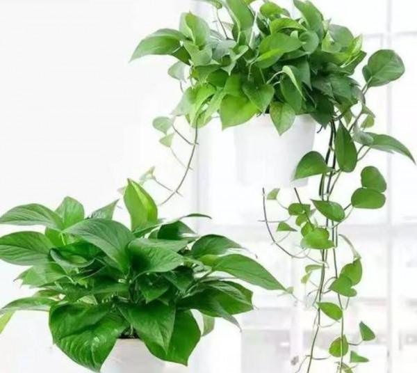 家裡養7種花，清新雅緻又養人，關鍵還好養