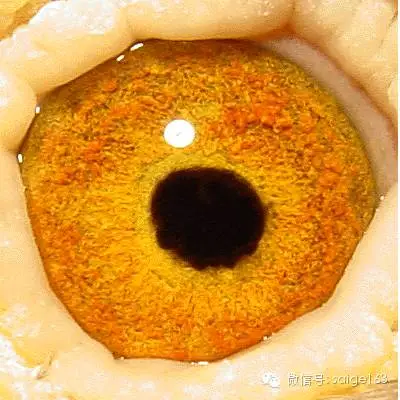 詹森兄弟最後一羽超級石板鴿