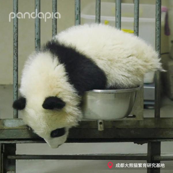 這年頭，沒點才藝還不能當國寶了？