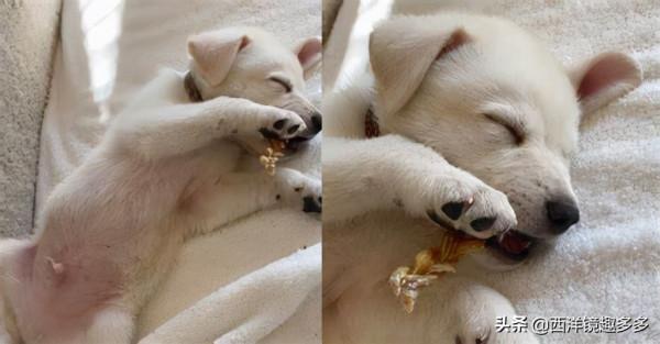 安妮斯頓和新家庭成員慶祝一週年，一直很愛狗，太有愛啦