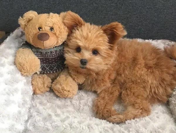 泰迪因叫聲太大被拋棄，重新被收養後卻不叫了，性格也變得開朗了