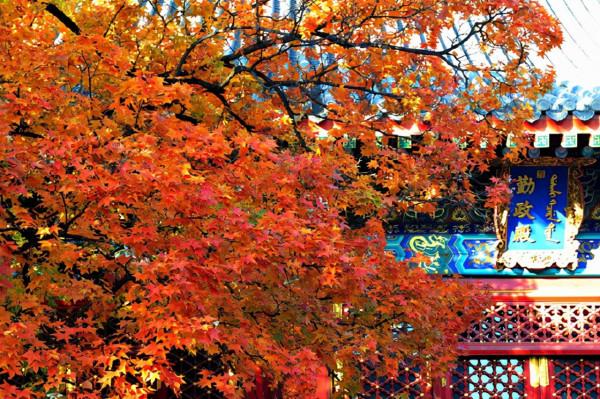 中國賞秋第一聖地：香山。是否名副其實？