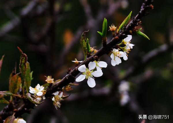 十八羅漢山的梨花開了
