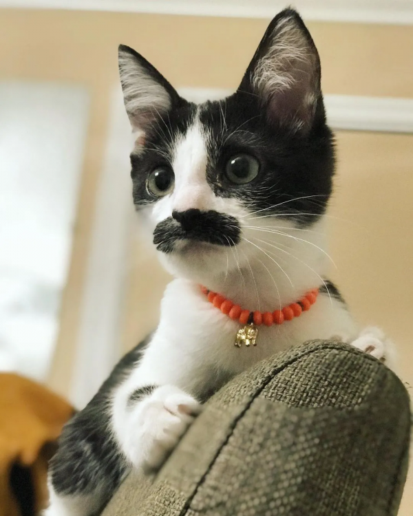 因為長了嘴一字胡，奶牛貓無人領養，卻因禍得福成了網紅