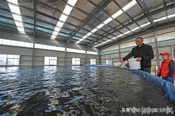 鱸魚住進大“泳池”