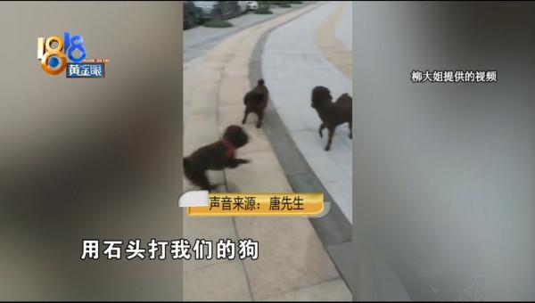 早起練習八段錦,最後一人“鬥”六狗 早起練習八段錦,最後一人“鬥”六狗