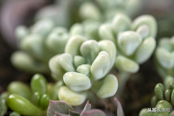 為啥新手總覺得自己養不好多肉，今天就跟大家嘮嗑嘮嗑