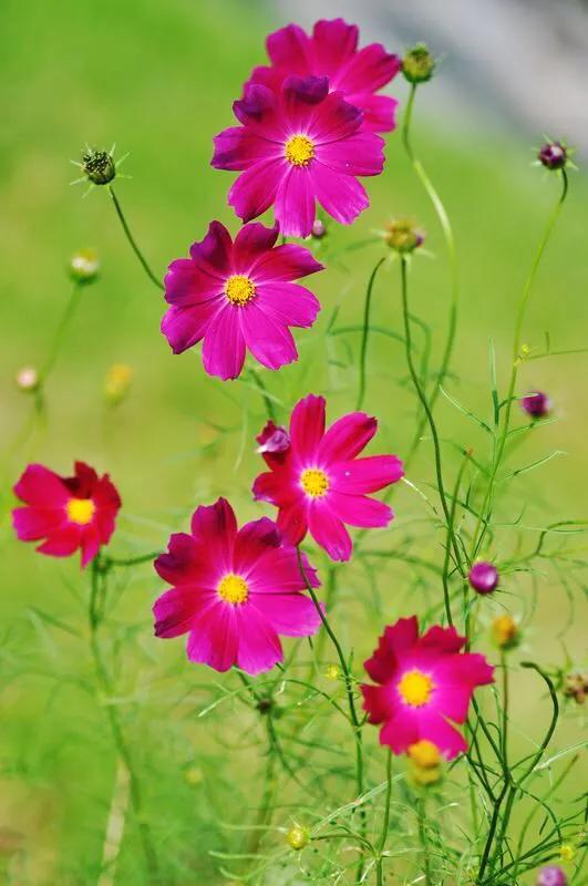 高雅美麗的花朵圖片