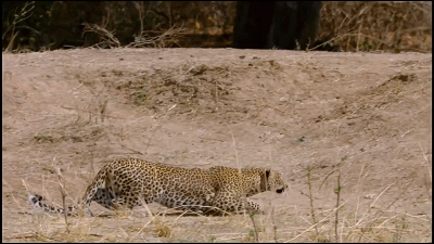 這隻花豹是啃老反面教材！正能量教育意義