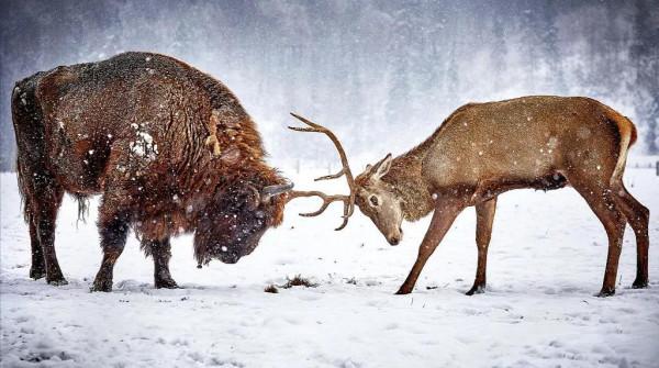 野生世界攝影作品欣賞