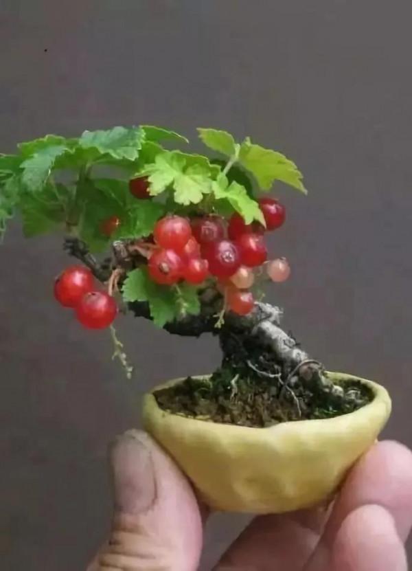 中國盆栽藝術之精品