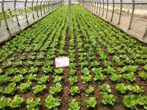 生菜配肥調,長得就是好 生菜配肥調,長得就是好