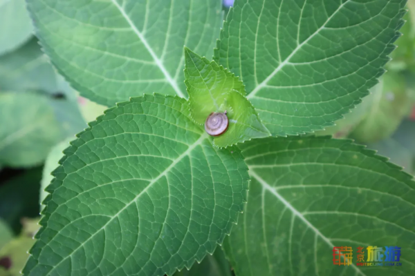 免費！北京超小眾寶藏莊園，濃濃法式風情！小洋樓絕美！