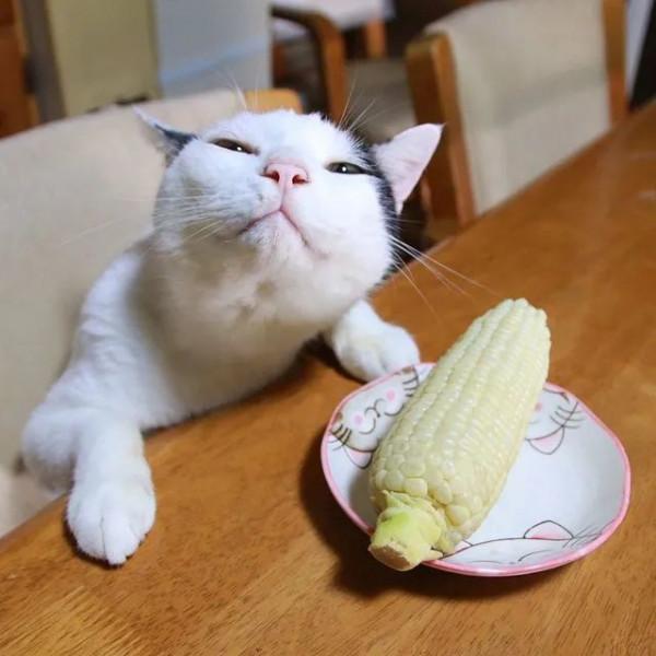 世界上還有這樣不饞嘴的貓咪？我不信