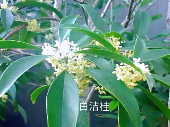 桂花品種分類（附：154個桂花培育品種分類表）