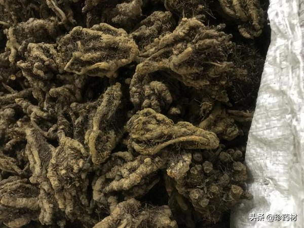 近期中藥材產地快訊：天麻、黃連、當歸、黨參、黃芪、麥冬