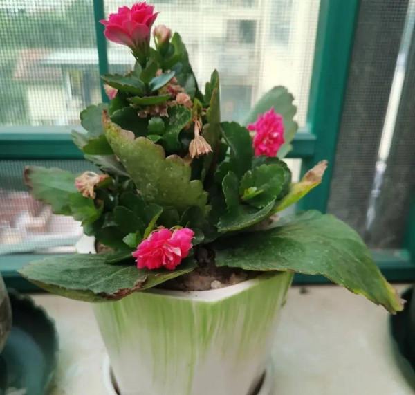 買花也要注意辨別“坑”,才能挑到好花,花開爆盆 買花也要注意辨別“坑”,才能挑到好花,花開爆盆