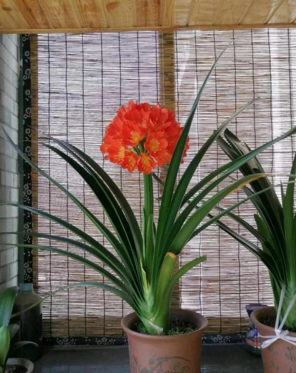 這三種蘭花都愛喝啤酒,每個月一次,葉子油光鋥亮,蹭蹭長 這三種蘭花都愛喝啤酒,每個月一次,葉子油光鋥亮,蹭蹭長