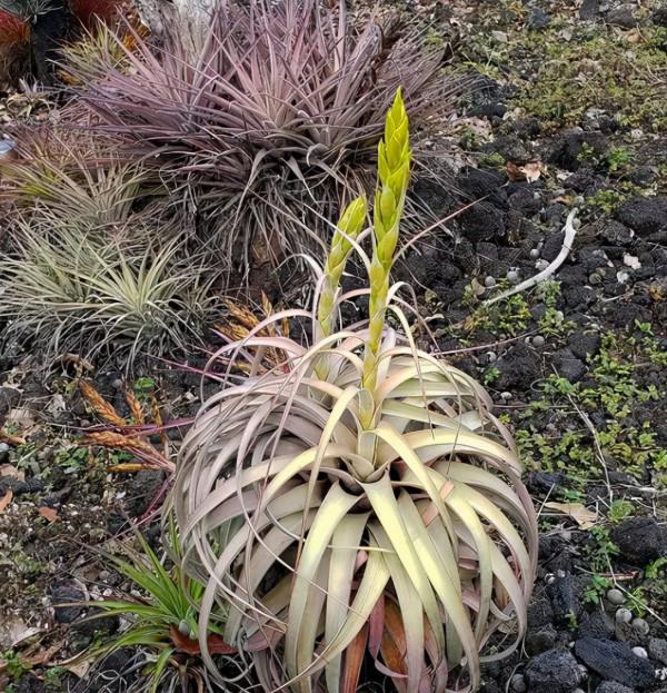 空氣鳳梨欣賞 | 一篇圖文讓你愛上柔婷和羅蘭