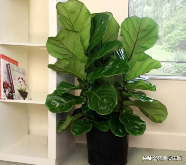 客廳適合養“3種樹”,美觀大氣,越養越旺,運氣越好 客廳適合養“3種樹”,美觀大氣,越養越旺,運氣越好