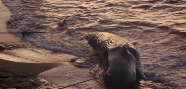 西太平洋的拉馬發獵人：專門捕殺20噸的鯊魚，一條夠全村吃5個月